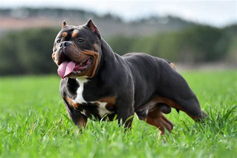 american bully personality.